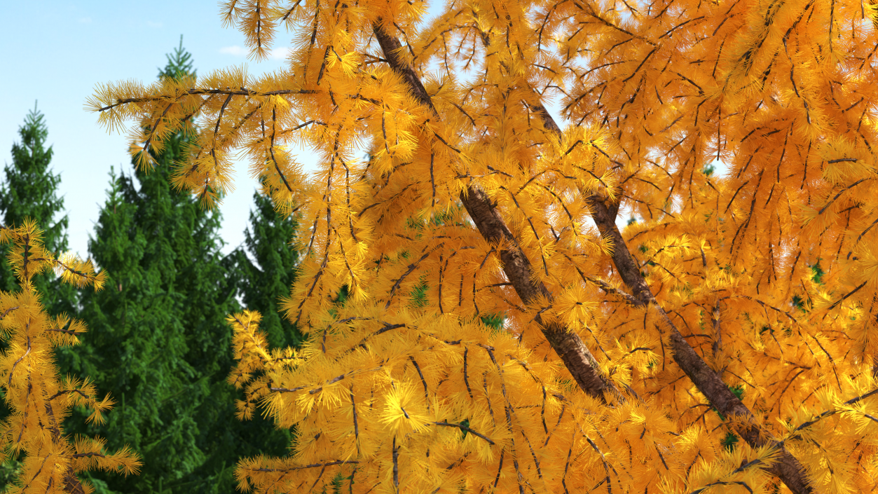 3D Tall Japanese Larch Tree Yellow