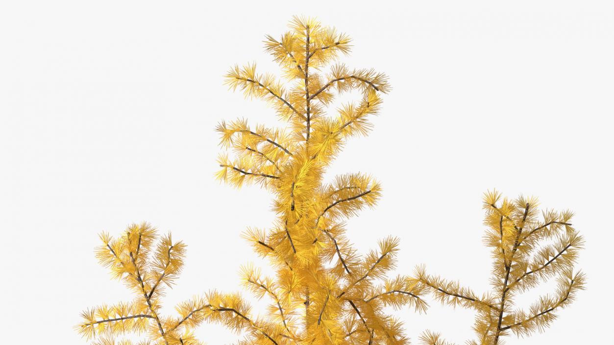 3D Tall Japanese Larch Tree Yellow