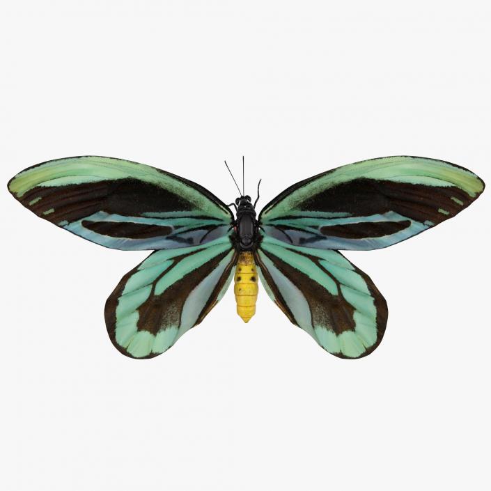 3D Ornithoptera Alexandrae Butterfly model