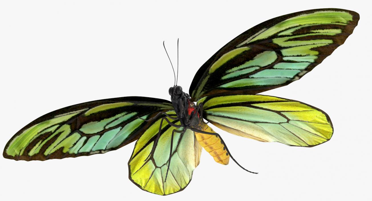 3D Ornithoptera Alexandrae Butterfly model