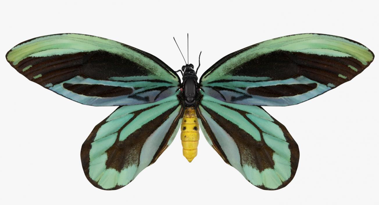 3D Ornithoptera Alexandrae Butterfly model