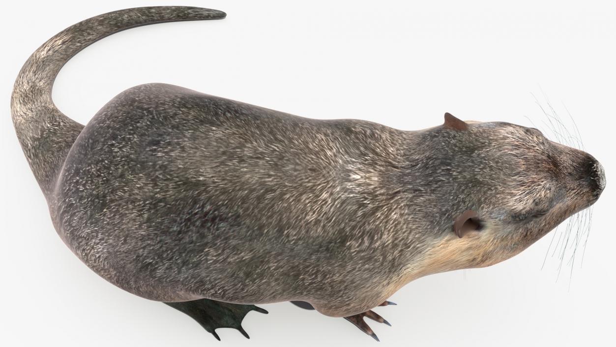 Nutria in a Sitting Pose 3D model