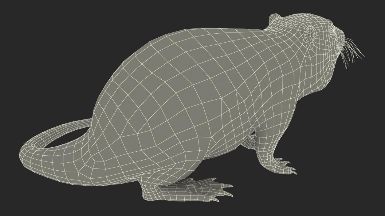 Nutria in a Sitting Pose 3D model