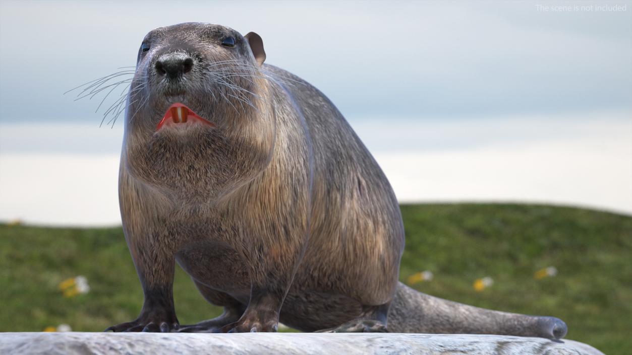 Nutria in a Sitting Pose 3D model