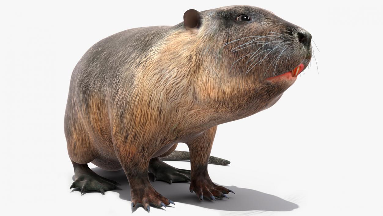 Nutria in a Sitting Pose 3D model