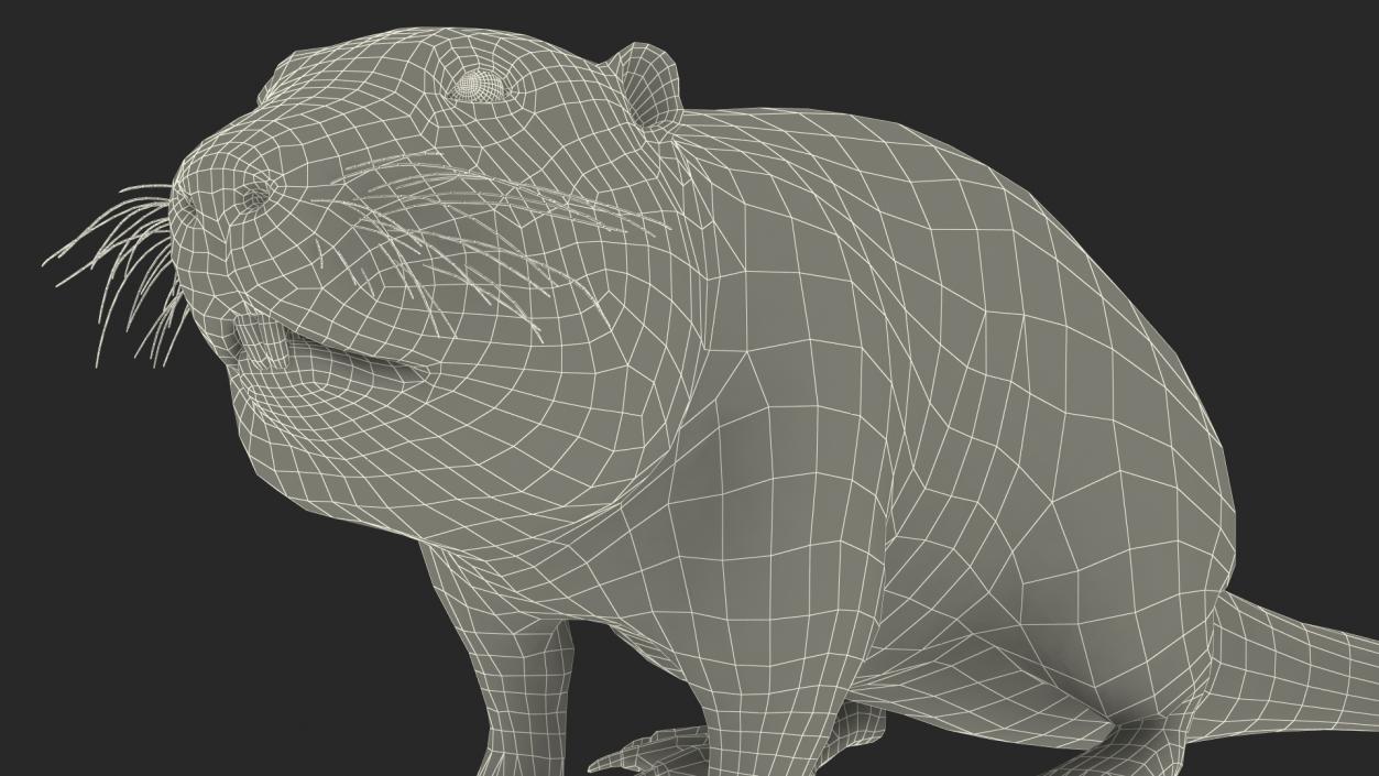 Nutria in a Sitting Pose 3D model