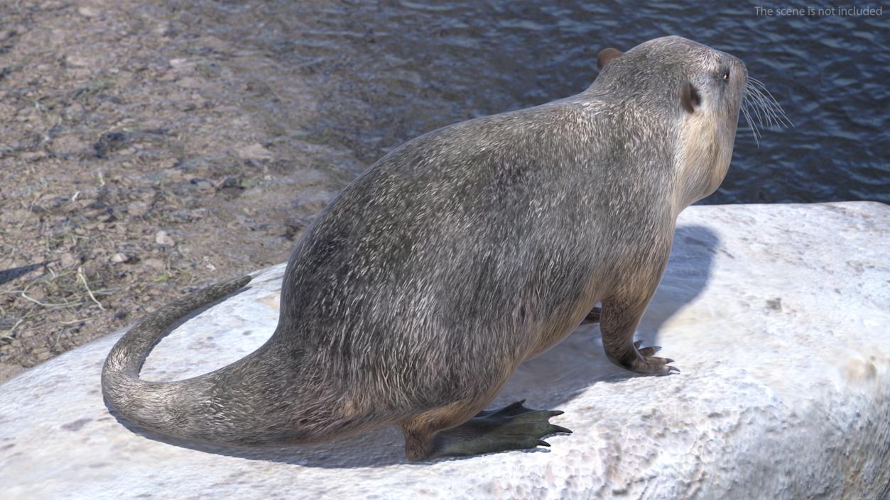 Nutria in a Sitting Pose 3D model