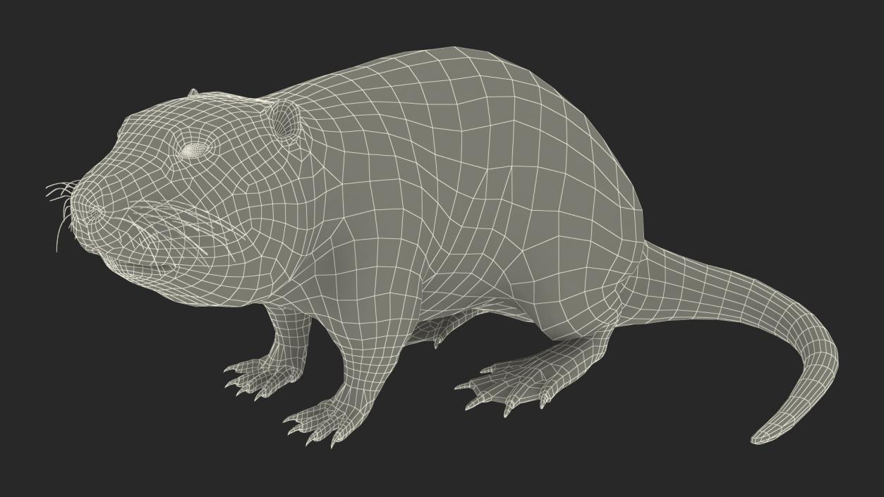 Nutria in a Sitting Pose 3D model