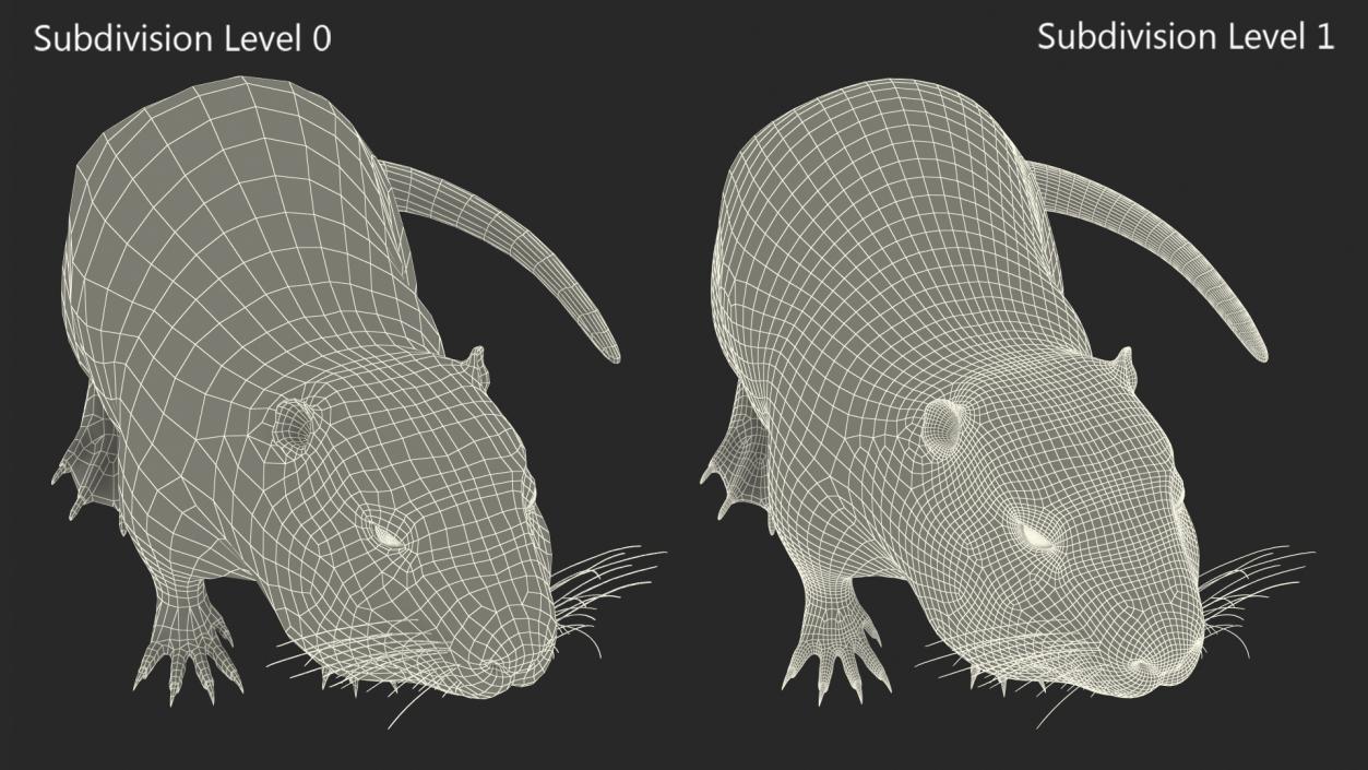 Nutria in a Sitting Pose 3D model