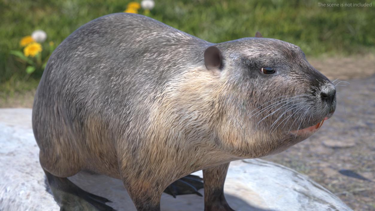 Nutria in a Sitting Pose 3D model