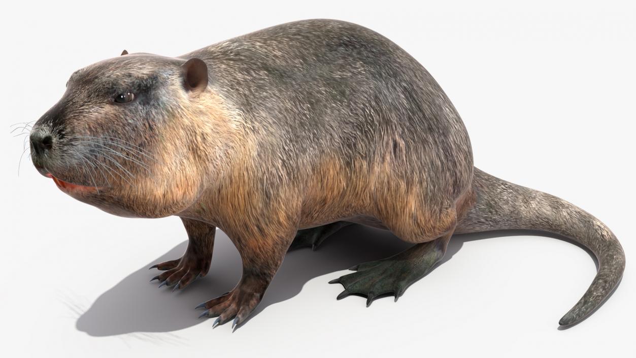 Nutria in a Sitting Pose 3D model