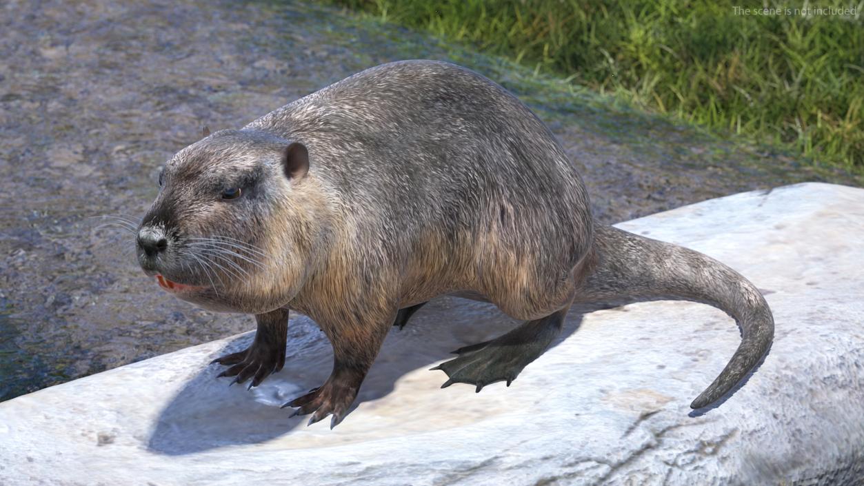 Nutria in a Sitting Pose 3D model