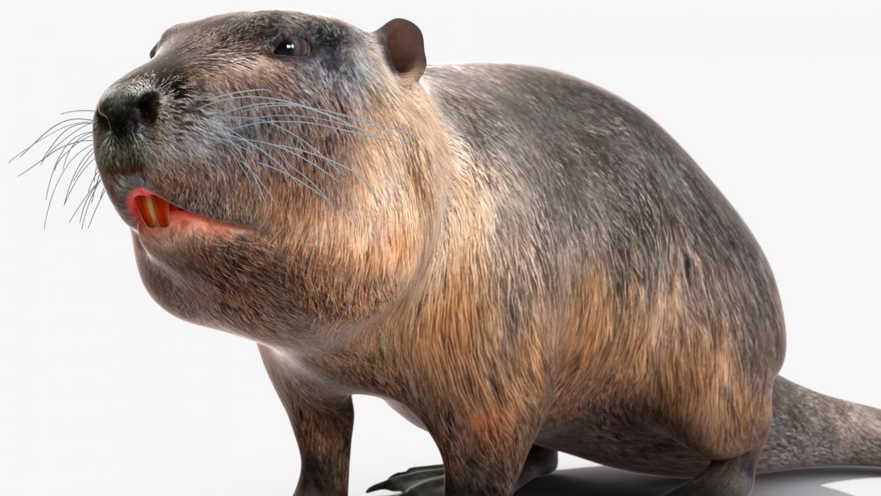 Nutria in a Sitting Pose 3D model