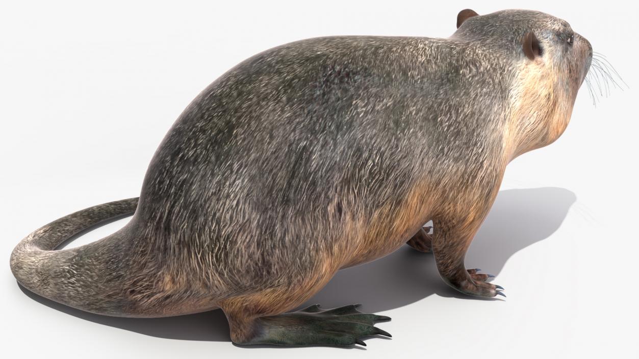 Nutria in a Sitting Pose 3D model