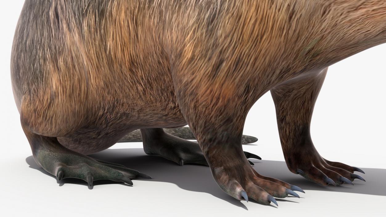 Nutria in a Sitting Pose 3D model