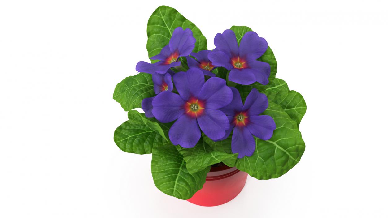 3D model Primula Vulgaris in Pot Purple