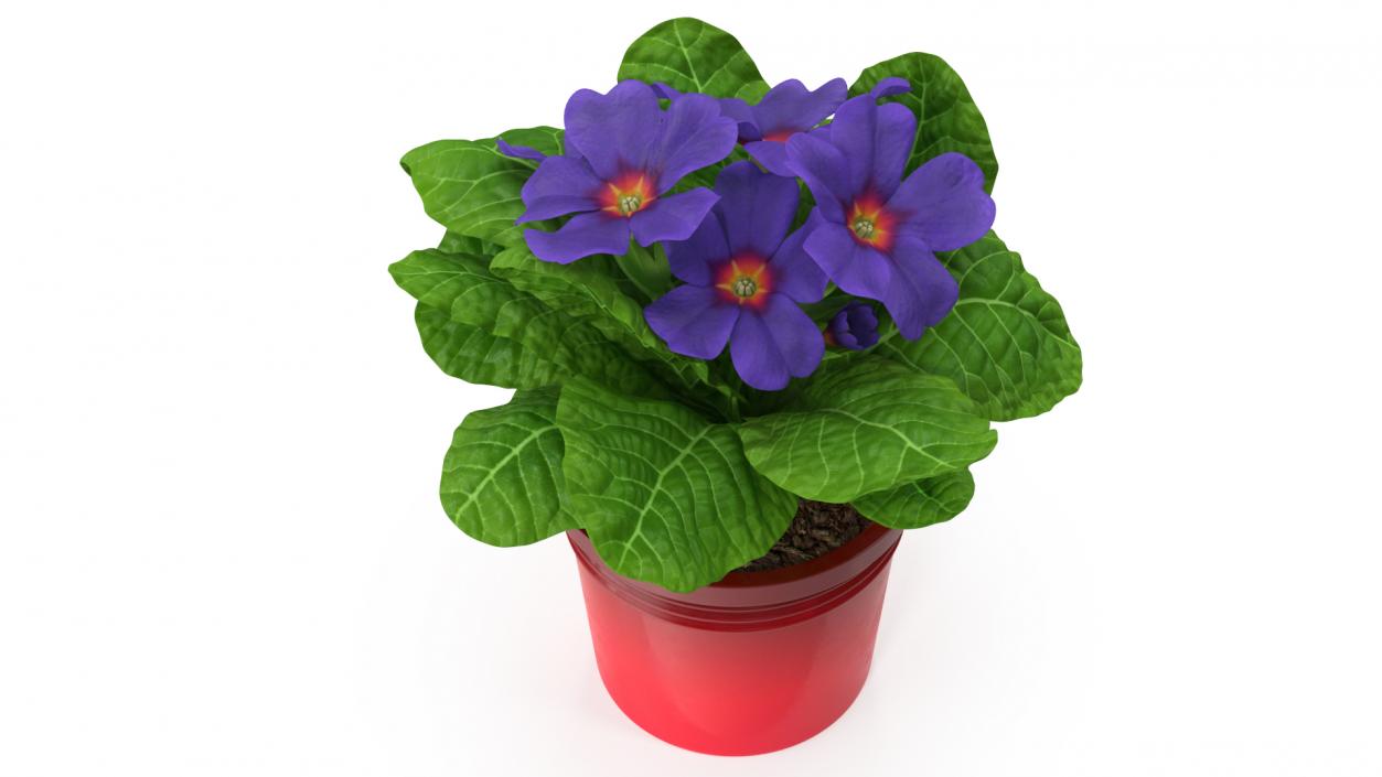 3D model Primula Vulgaris in Pot Purple