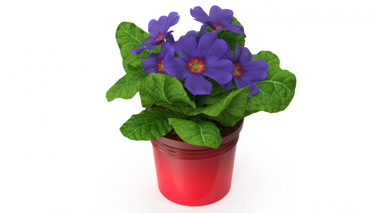 3D model Primula Vulgaris in Pot Purple