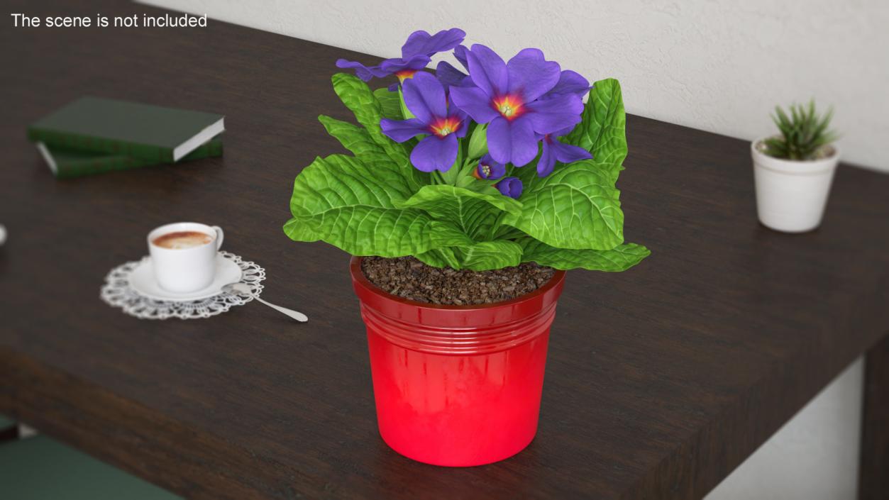 3D model Primula Vulgaris in Pot Purple