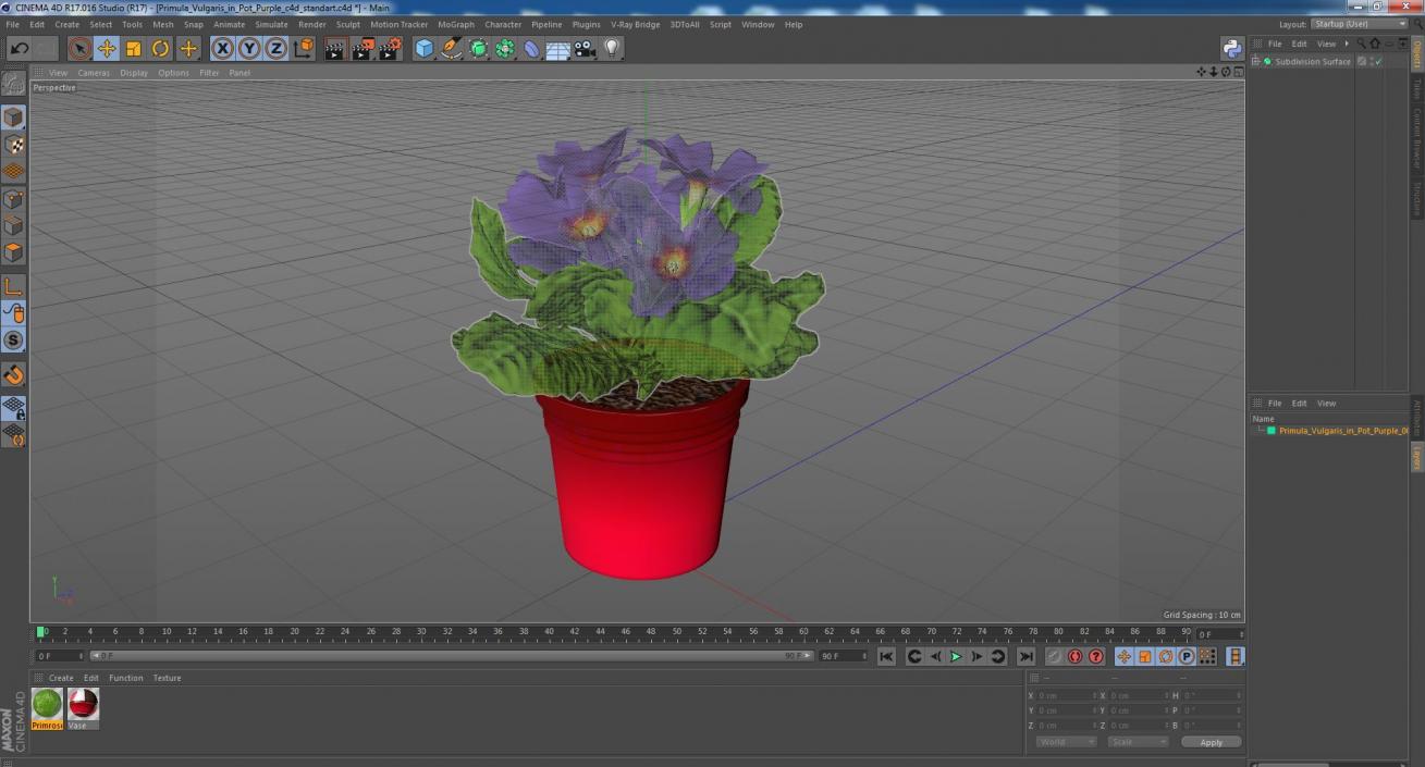 3D model Primula Vulgaris in Pot Purple