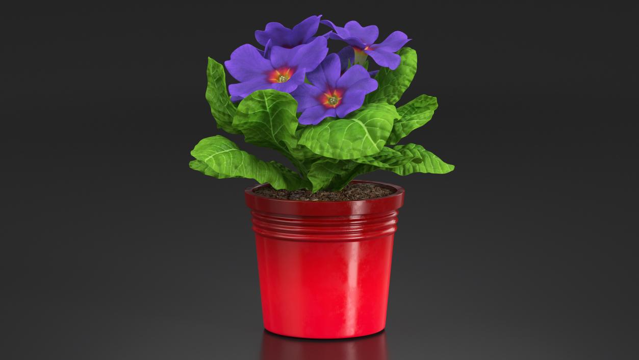 3D model Primula Vulgaris in Pot Purple