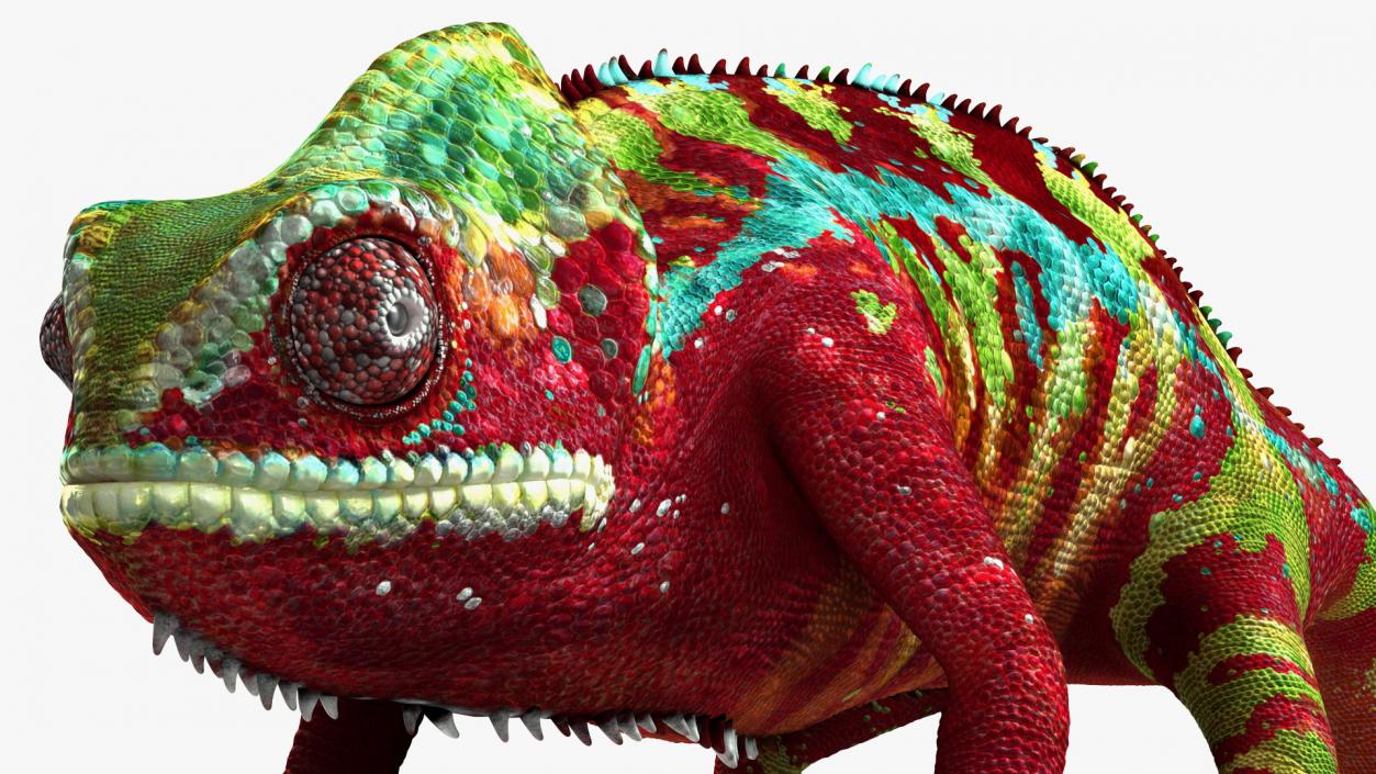 Chameleon Red Rigged for Maya 3D model