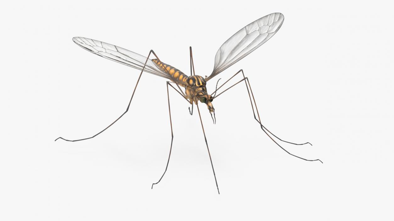 3D Crane Fly Gallinipper Mosquito Rigged for Maya 2 model