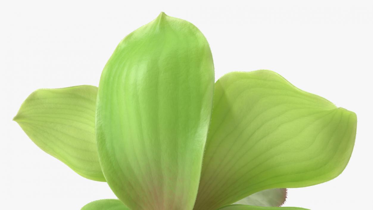 3D Cymbidium Hybrid Orchid Green Fur model