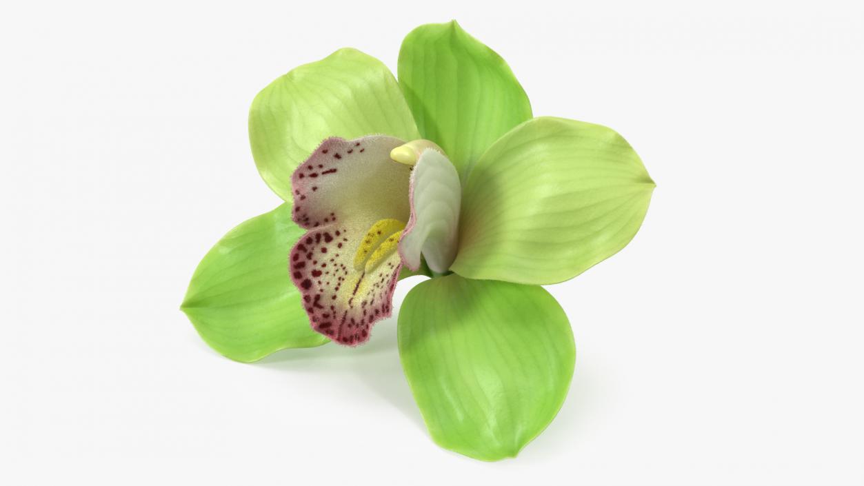 3D Cymbidium Hybrid Orchid Green Fur model