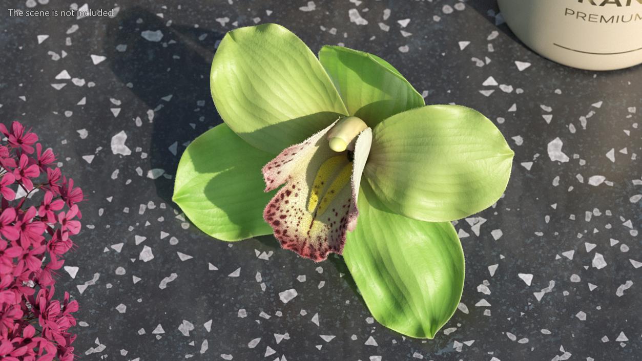 3D Cymbidium Hybrid Orchid Green Fur model