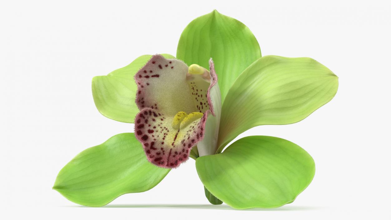 3D Cymbidium Hybrid Orchid Green Fur model