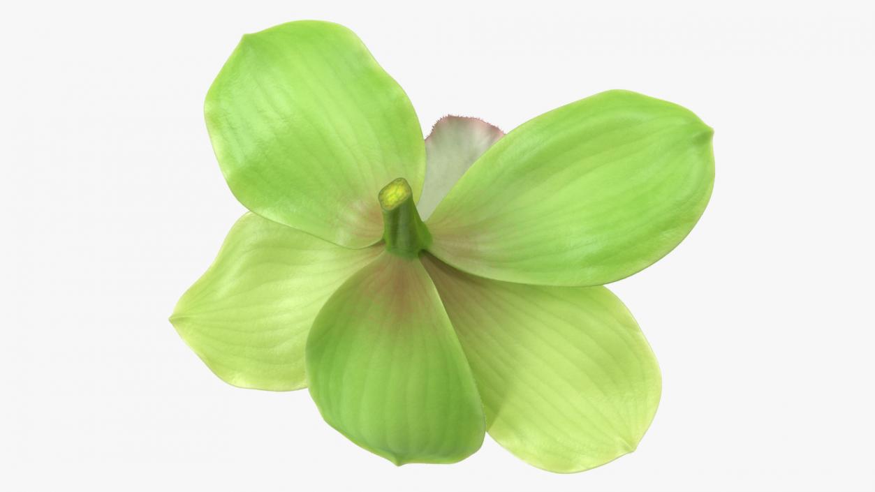 3D Cymbidium Hybrid Orchid Green Fur model