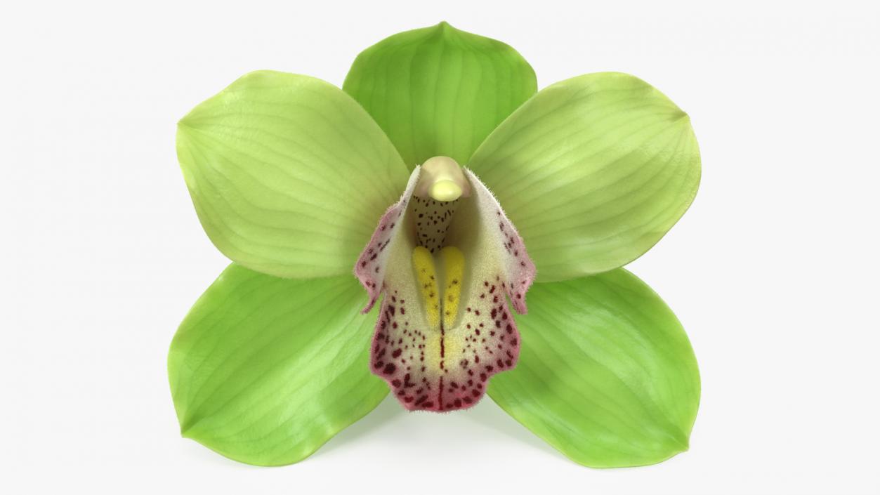 3D Cymbidium Hybrid Orchid Green Fur model