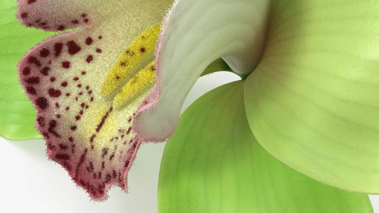 3D Cymbidium Hybrid Orchid Green Fur model