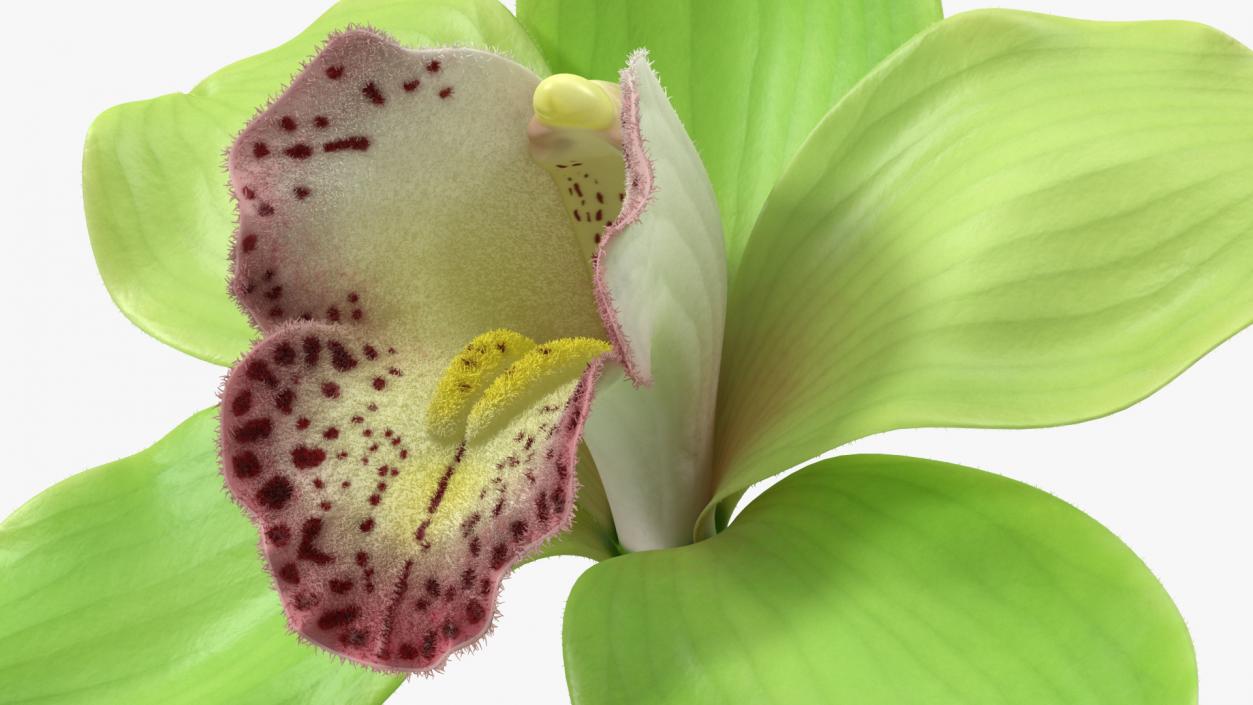 3D Cymbidium Hybrid Orchid Green Fur model