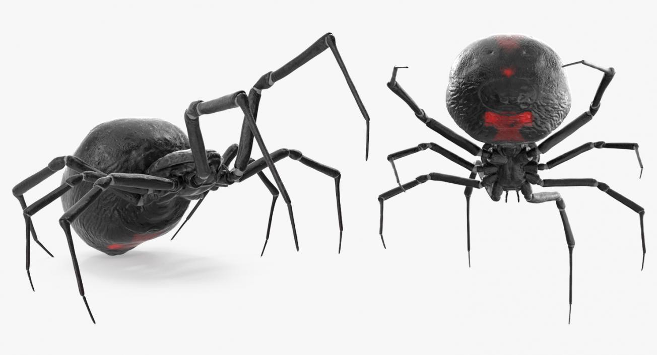 3D model Black Widow Spider Rigged