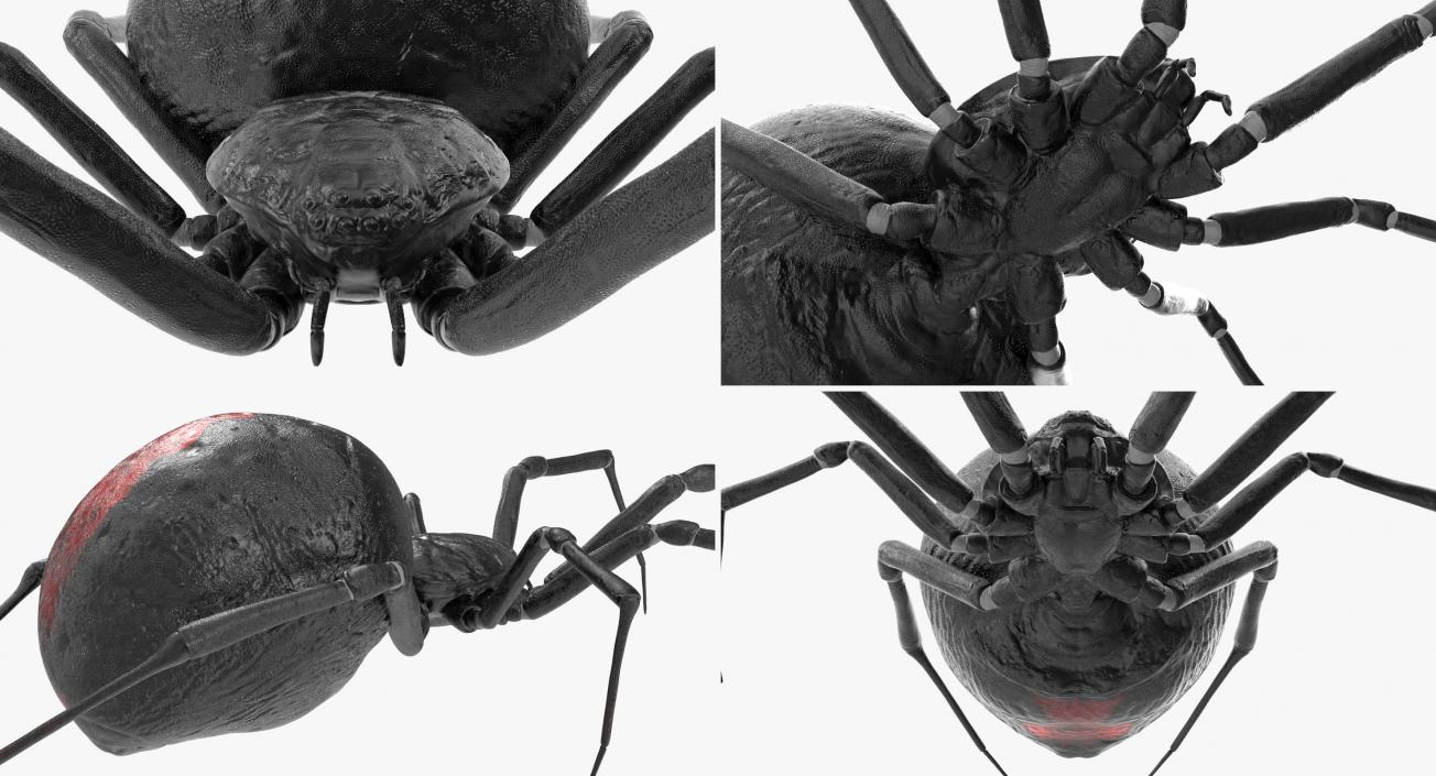 3D model Black Widow Spider Rigged