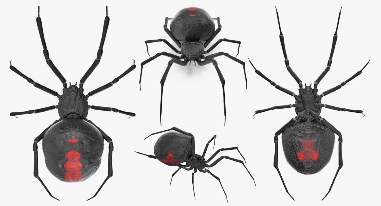 3D model Black Widow Spider Rigged