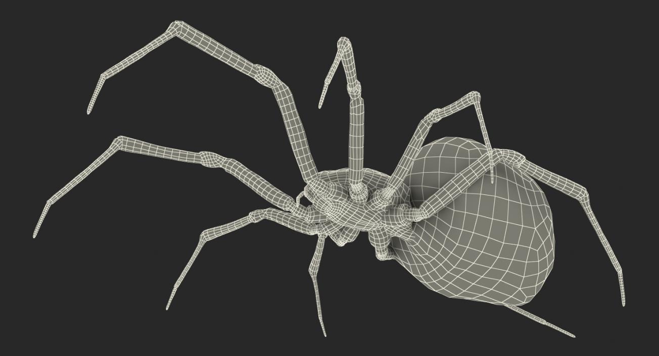 3D model Black Widow Spider Rigged