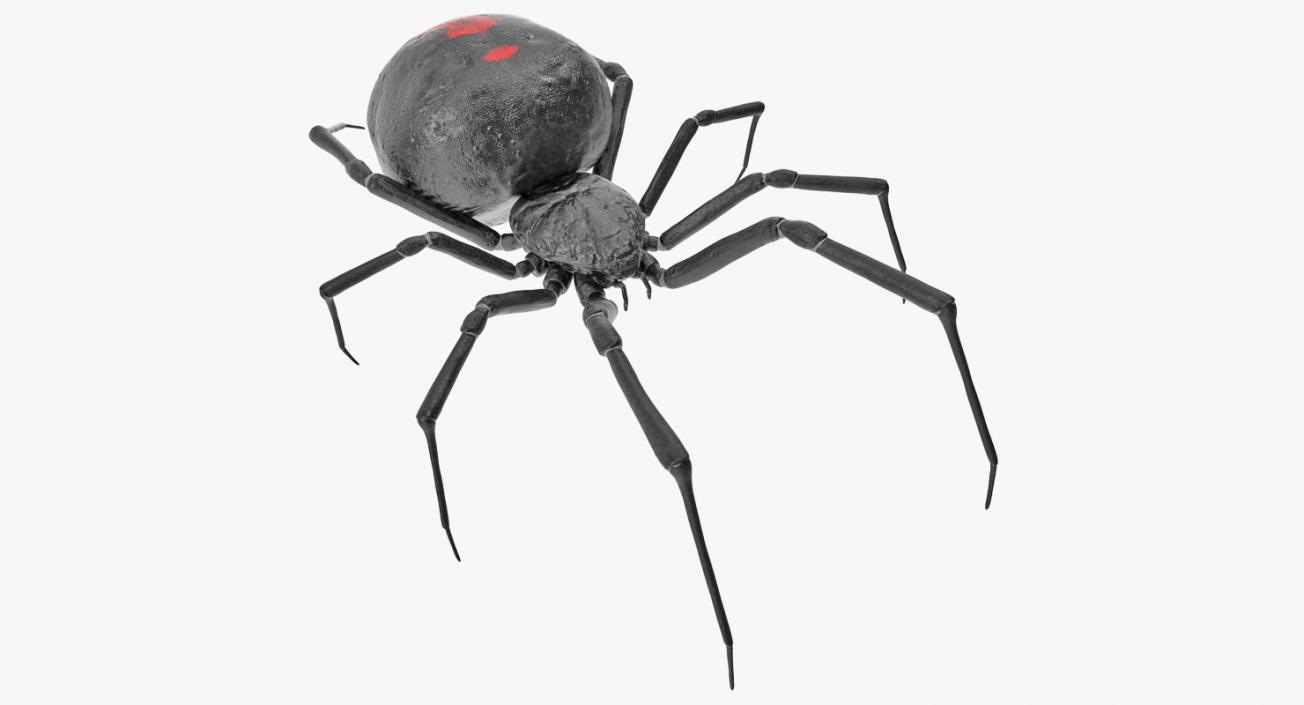 3D model Black Widow Spider Rigged