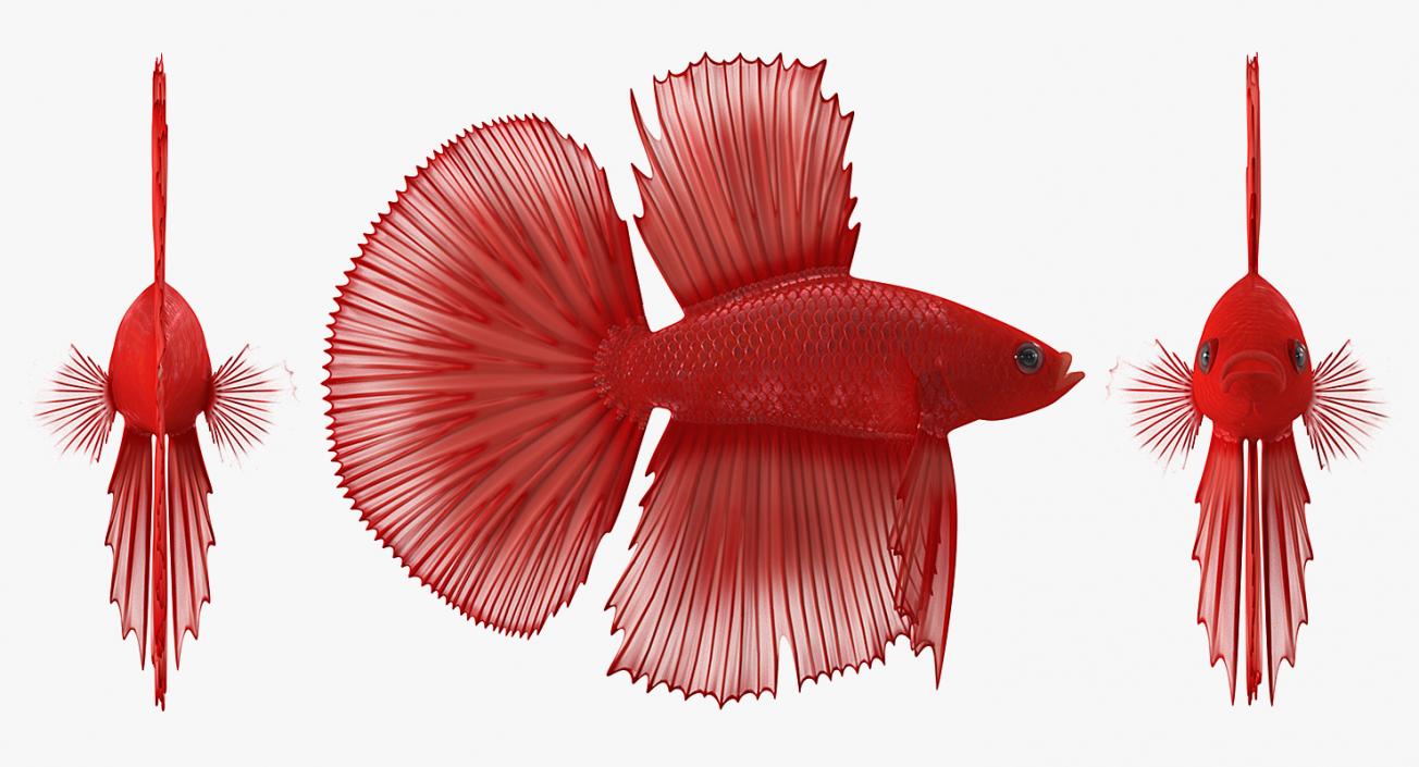 3D Red Crowntail Betta Fish Rigged