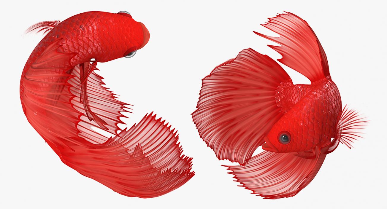 3D Red Crowntail Betta Fish Rigged