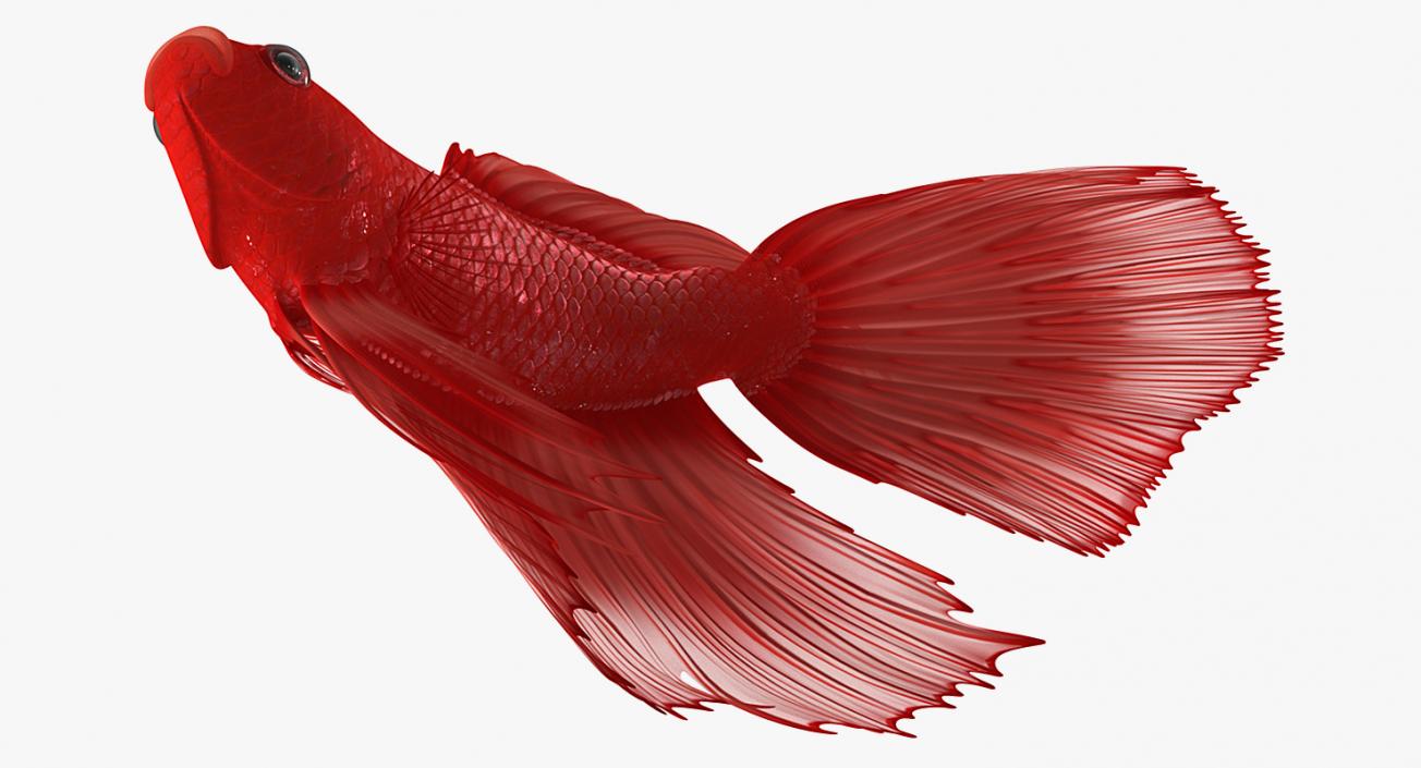 3D Red Crowntail Betta Fish Rigged