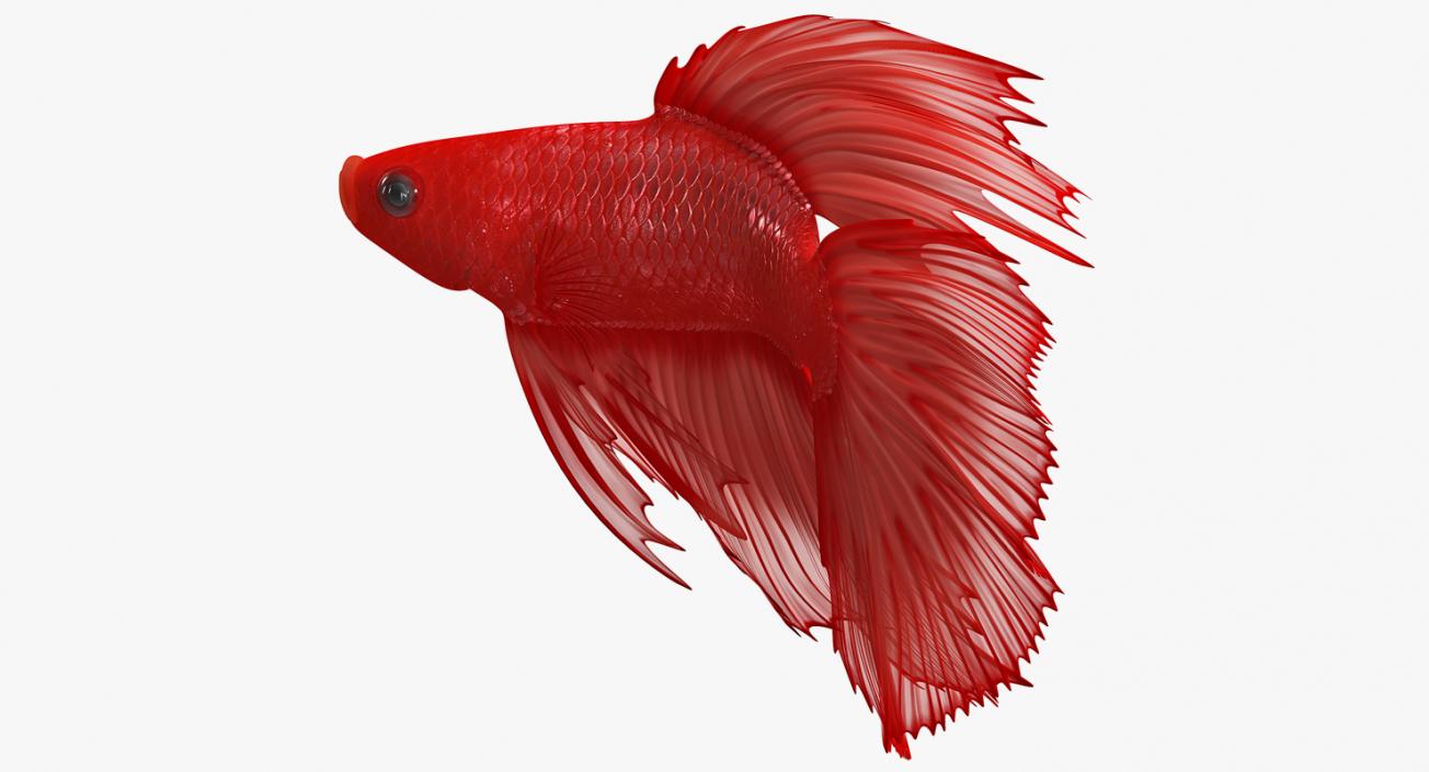 3D Red Crowntail Betta Fish Rigged