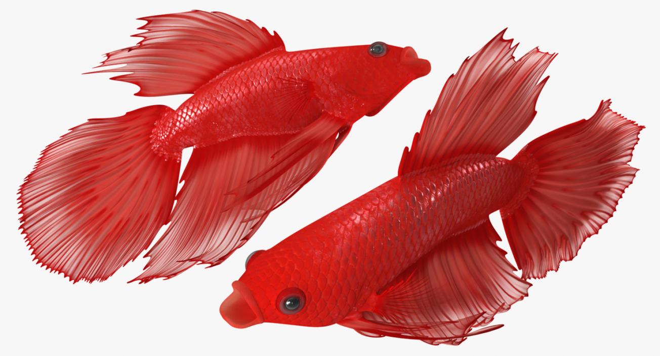 3D Red Crowntail Betta Fish Rigged