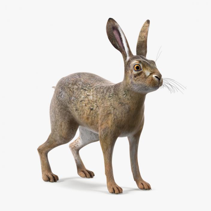 3D Jackrabbit Rigged for Maya