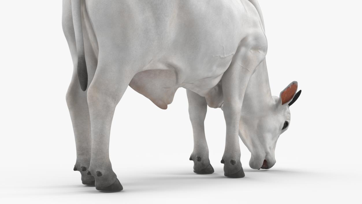 3D model Ongole Cattle Male Eating