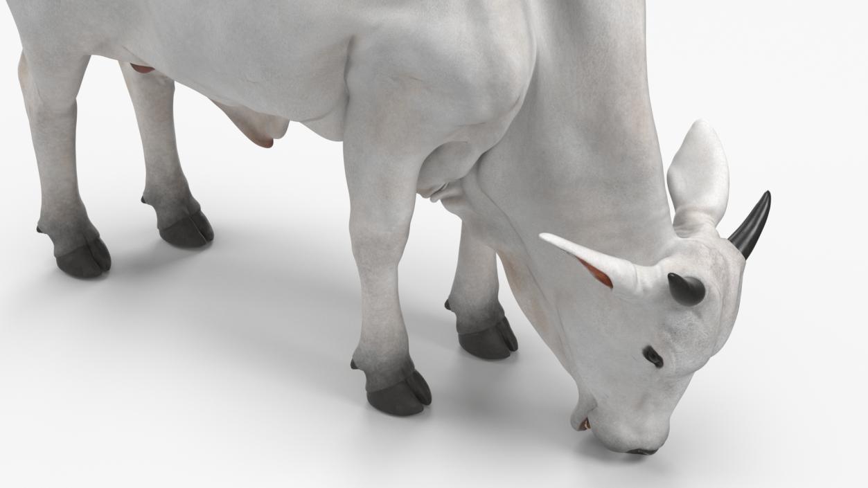 3D model Ongole Cattle Male Eating