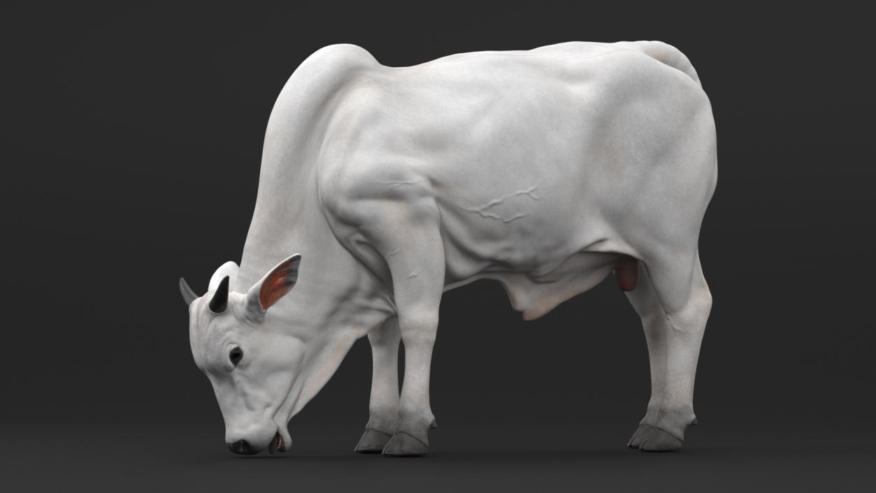 3D model Ongole Cattle Male Eating