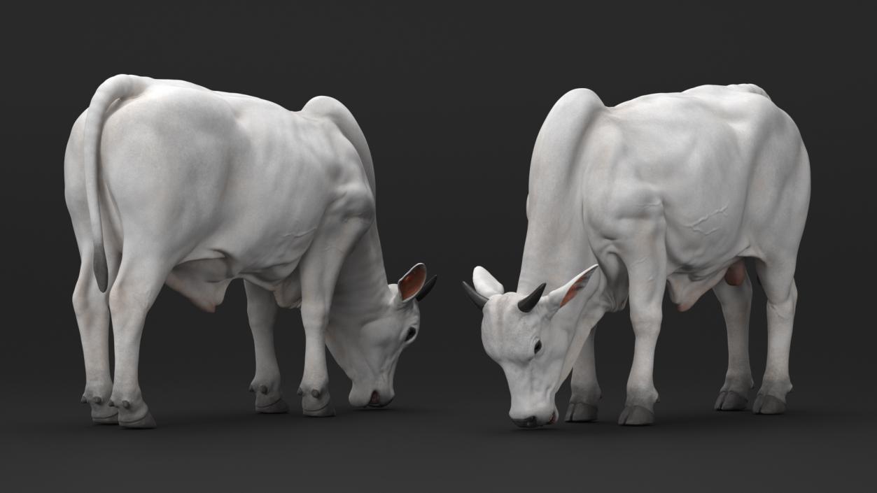 3D model Ongole Cattle Male Eating